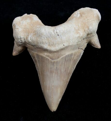 High Quality Otodus Fossil Shark Tooth #1746
